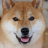 icon ShibaInu Jigsaw Puzzle 1.0