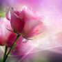 icon Pink Roses Live Wallpaper