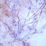 icon Urinemicro