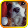 icon Christmas Dog Live Wallpaper