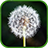 icon Dandelion Live Wallpaper 6.0