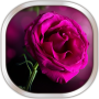 icon Pink Rose Live Wallpaper