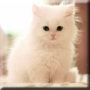 icon Cute Kittens Live Wallpaper for Xiaomi Redmi Note 4X High Version
