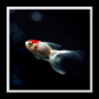 icon Aquarium Live Wallpaper for sharp Aquos Sense Lite
