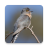 icon Cuckoo Bird Sounds 2.15