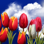 icon Flowers HD Live Wallpaper