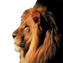 icon اصوات الحيوانات for Lava Z50