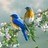 icon Birds Nature 2017 Ringtones 1.0