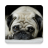 icon Dogs Wallpapers 1.3.0