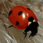 icon Ladybug - Live Wallpaper for HTC U Ultra