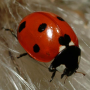 icon Ladybug - Live Wallpaper for Nokia 5