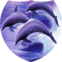 icon Dolphins