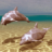 icon Dolphins Under Sea Live Wallpaper 4.0