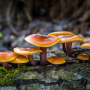 icon Autumn Mushrooms Live Wallpaper