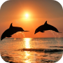 icon Amazing Dolphins HD