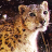 icon snow leopard wallpaper 10.02