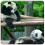 icon Panda Live Wallpapers for UMIDIGI Z2 Pro