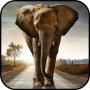 icon Elephant Wallpapers