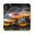 icon Autumn Mushrooms Live Wallpaper 1.0.9