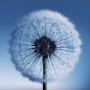 icon Dandelion Live Wallpaper for sharp Aquos 507SH