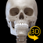 icon Skeleton | 3D Anatomy for Huawei Honor 6A Pro