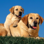 icon Labrador Retrievers Puzzle