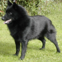 icon Schipperke Jigsaw Puzzle