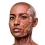 icon Complete Anatomy 2024 for Xiaolajiao 6