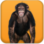 icon Talking Monkey for Samsung Galaxy S6 Active