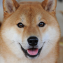 icon ShibaInu Jigsaw Puzzle